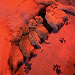 Male 3 - Yellow male Labrador Retriever puppy in Hoosick Falls, New York from Findaway Labradors