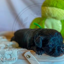 Miniature Schnauzer Puppies from Laurel Crown Schnauzers