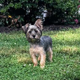 Ozzy - Black and tan male Yorkshire Terrier puppy in Bolton, Connecticut from Elle Yorkies