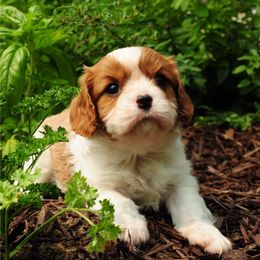 Aster - Blenheim male Cavalier King Charles Spaniel puppy in Broxton, Georgia from Cavalier & Co.