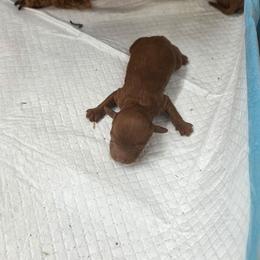 Tapioca - Red female Maltipoo puppy in San Diego, California from Maltipoos SD