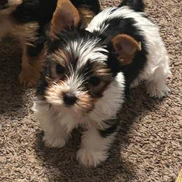 Scooby - Parti male Yorkshire Terrier puppy in Hot Springs, Arkansas from Weslynn Kennels