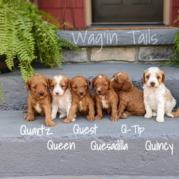 "4 weeks old" Bernedoodle and Cavapoo Puppies from Wag'in Tails