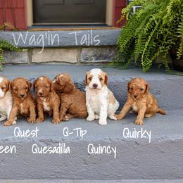 "4 weeks old" Bernedoodle and Cavapoo Puppies from Wag'in Tails