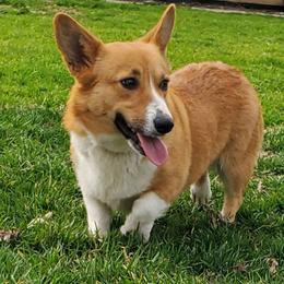 Emma - Pembroke Welsh Corgi
