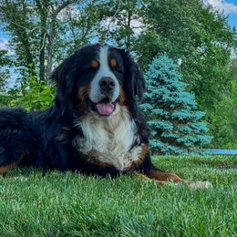 Bernese Mountain Dog and Pembroke Welsh Corgi Puppies from Highland Meadows