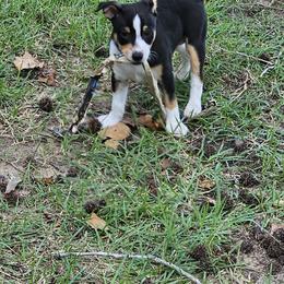 Rat Terrier Puppies from Angela Smith