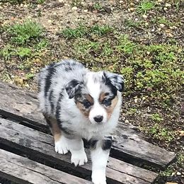 Miniature Australian Shepherd Puppies from My Girls Aussies NJ