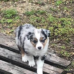 Miniature Australian Shepherd Puppies from My Girls Aussies NJ