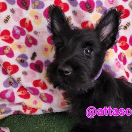 Scottish Terriers from Atta Scottie