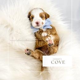 C O V E - Red  male Goldendoodle puppy in Cedar City, Utah from Cedar Doodles- Home of the Teddybear Goldendoodle