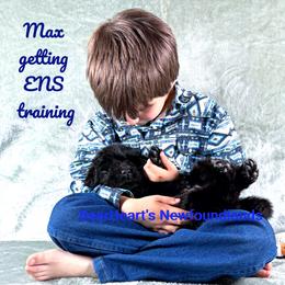 Max - Black male Newfoundland puppy in Cortez, Colorado from Bear Heart Newfoundlands, LLC