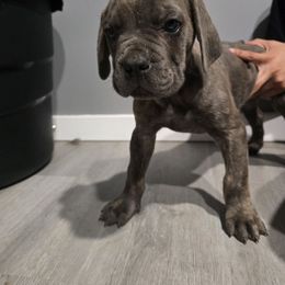 Tato - Gray brindle male Cane Corso puppy in Elyria, Ohio from Ballard Corsos
