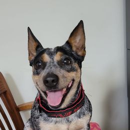 Ellie - Australian Cattle Dog