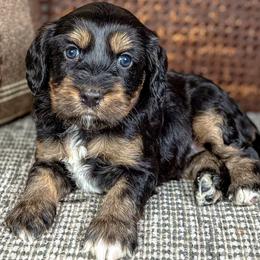 Todo - Black female Australian Labradoodle puppy in Decatur, Alabama from Southern Meadows Doodles