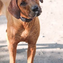 Rhodesian Ridgeback Puppies from Supernova Ridgebacks
