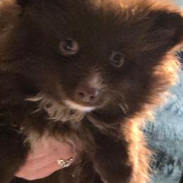 Choco 2 - Chocolate male Pomeranian puppy in Hazleton, Indiana from Hyneman's Haven Poms