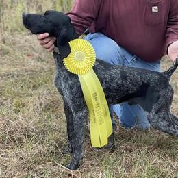German Shorthaired Pointer puppies from Rosengrace Gsps (formerly Tiner GSP’s)