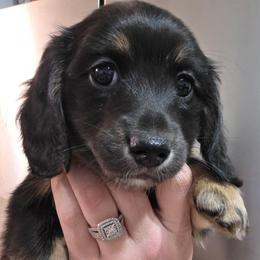 White paw - Black and cream female Dachshund puppy in Otto, North Carolina from Windy Ridge Dachshunds