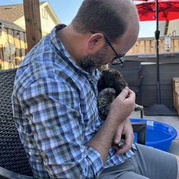 Lagotto Romagnolo Puppies from Anna’s Lagottos