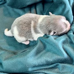 INDIGO SKY - Blue Pomeranian puppy in Mobile, Alabama from Cynthia's Poms