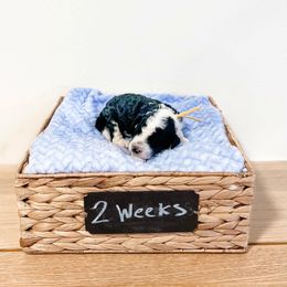 Assorted Doodle Crosses, Goldendoodle, and Sheepadoodle Puppies from Novadoodles801