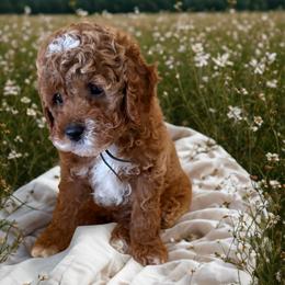 Black collar - Red and white male Cockapoo puppy in Wesson, Mississippi from Southern Country Doodles