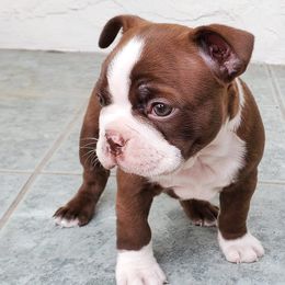 Boston Terriers from Jose's Boston Terriers