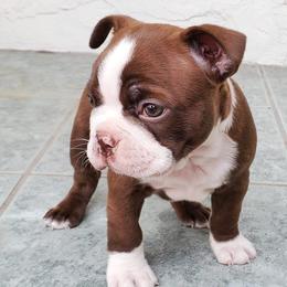 Boston Terriers from Jose's Boston Terriers