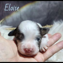 Eloise - Blue merle female Miniature Australian Shepherd puppy in Macomb, Missouri from Faunus Farms and Aussies