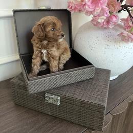 Cavapoo Puppies from cavapoo idaho