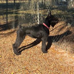 Emy - Black female Giant Schnauzer puppy in Lithia, Florida from Elegy Kennels