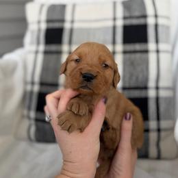 Male 4, Orange - Golden male Golden Retriever puppy in Utah from Deseret Peak Goldens