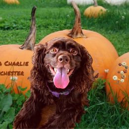 Cocker Spaniel Puppies from Angelic Cocker’s