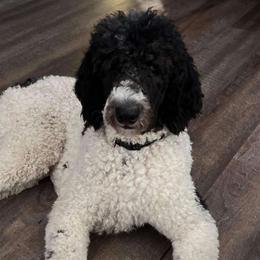 Ace - Poodle