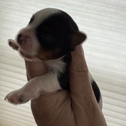 Boy Mr. Aqua - Black tan and white male Biewer Terrier puppy in Lebanon, Oregon from SD99Biewers