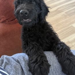 Gus - Black male Goldendoodle puppy in Sarasota, Florida from Doodle Lovin