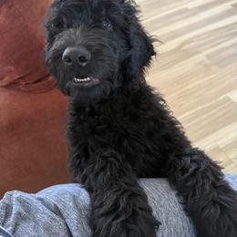 Gus - Black male Goldendoodle puppy in Sarasota, Florida from Doodle Lovin