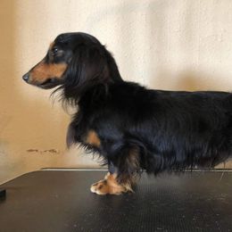 Ben - Dachshund