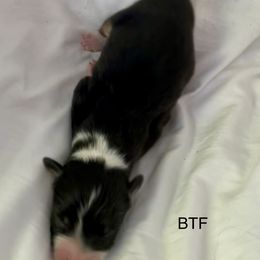 Australian Shepherd Puppies from FairWilde Farm