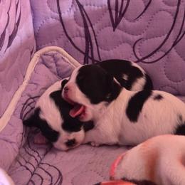 Diamond - Black and white female Chihuahua puppy in Amity, Pennsylvania from Baxters Chihuahuas