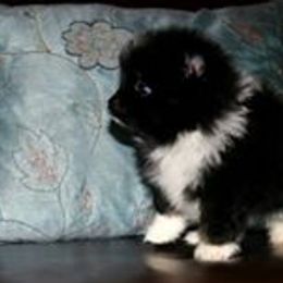 Pomeranian Puppies from Lilmonster Pomeranians