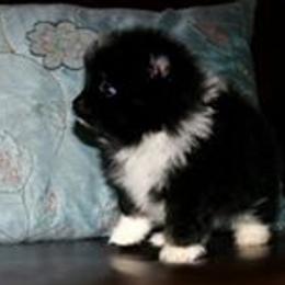 Pomeranian Puppies from Lilmonster Pomeranians