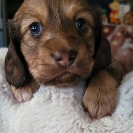 Boy 4 - Dachshund puppy in Homosassa, Florida from Foxies Doxies
