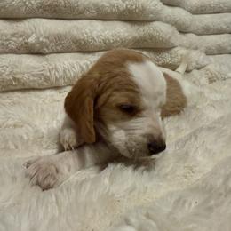 Basset Hound Puppies from CK Beagles & Bassets