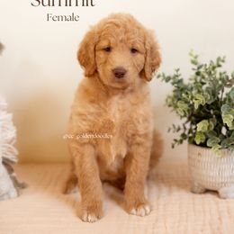 Summit - Cream female Goldendoodle puppy in Lusby, Maryland from C&C Goldendoodles