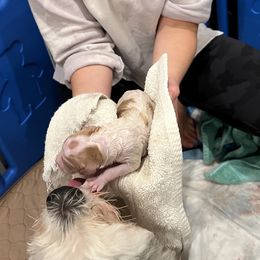 Sheepadoodle Puppies from BelovedSheepadoodles