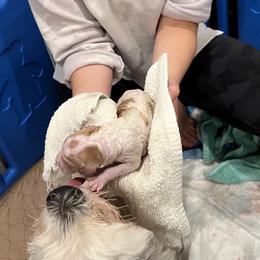 Sheepadoodle Puppies from BelovedSheepadoodles