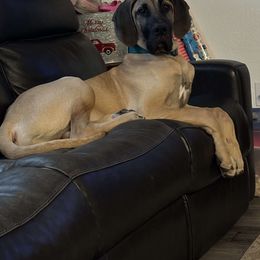 Great Dane Puppies from Phoenix Family Danes