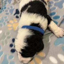 Goldendoodle and Poodle Puppies from Southern Stroll Poodles & Doodles